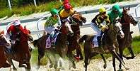 Quarter Horse Racing